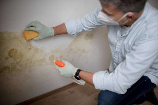 Best Best Mold Removal Companies  in Faith, NC