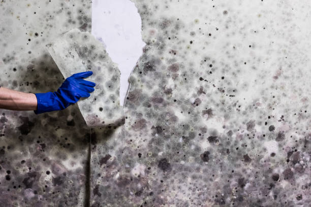 Best Local Mold Removal Service  in Faith, NC
